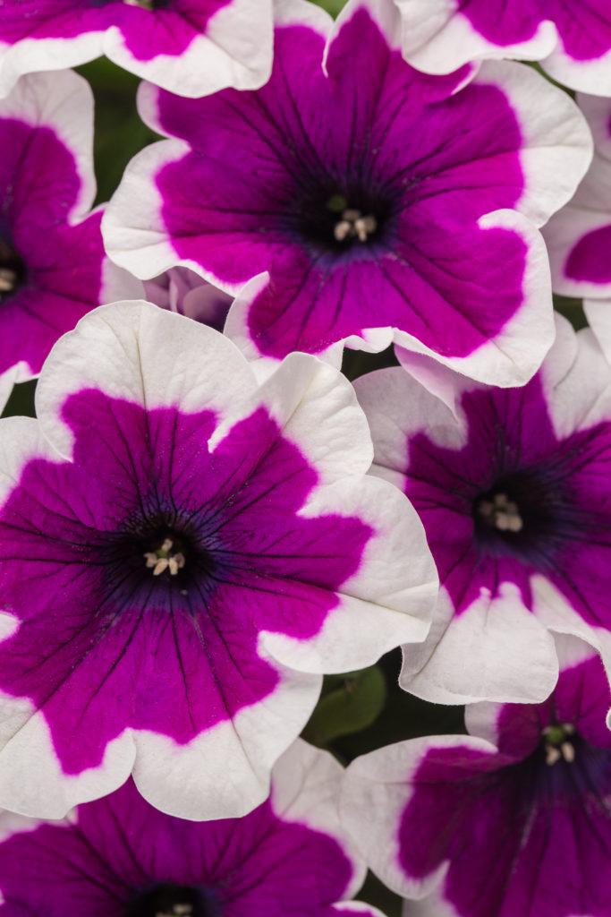 Petunia Headliner Dark Violet Picotee - View 10 from www redcrocus com