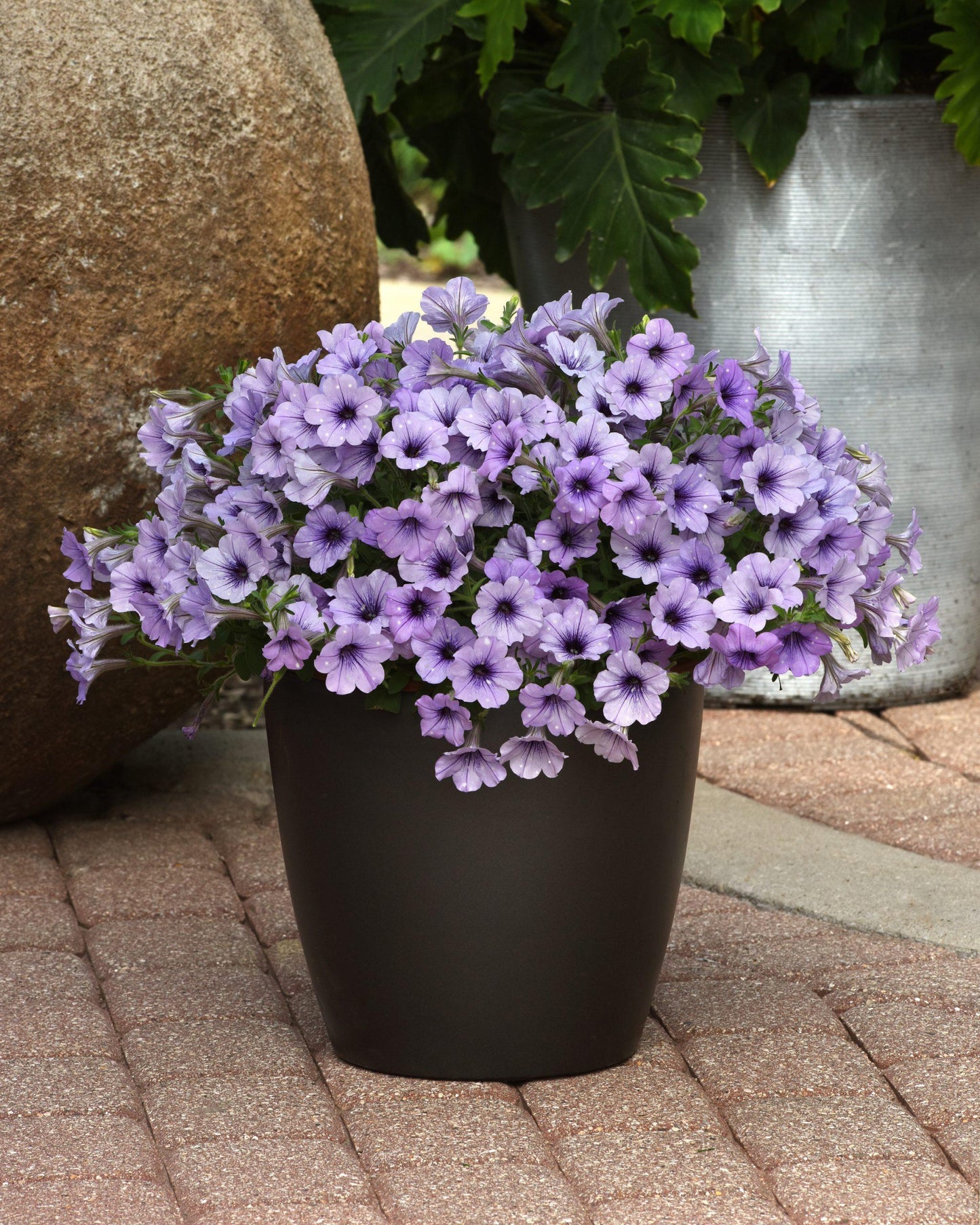 Petunia Headliner Dark Violet Picotee - View 11 from www redcrocus com