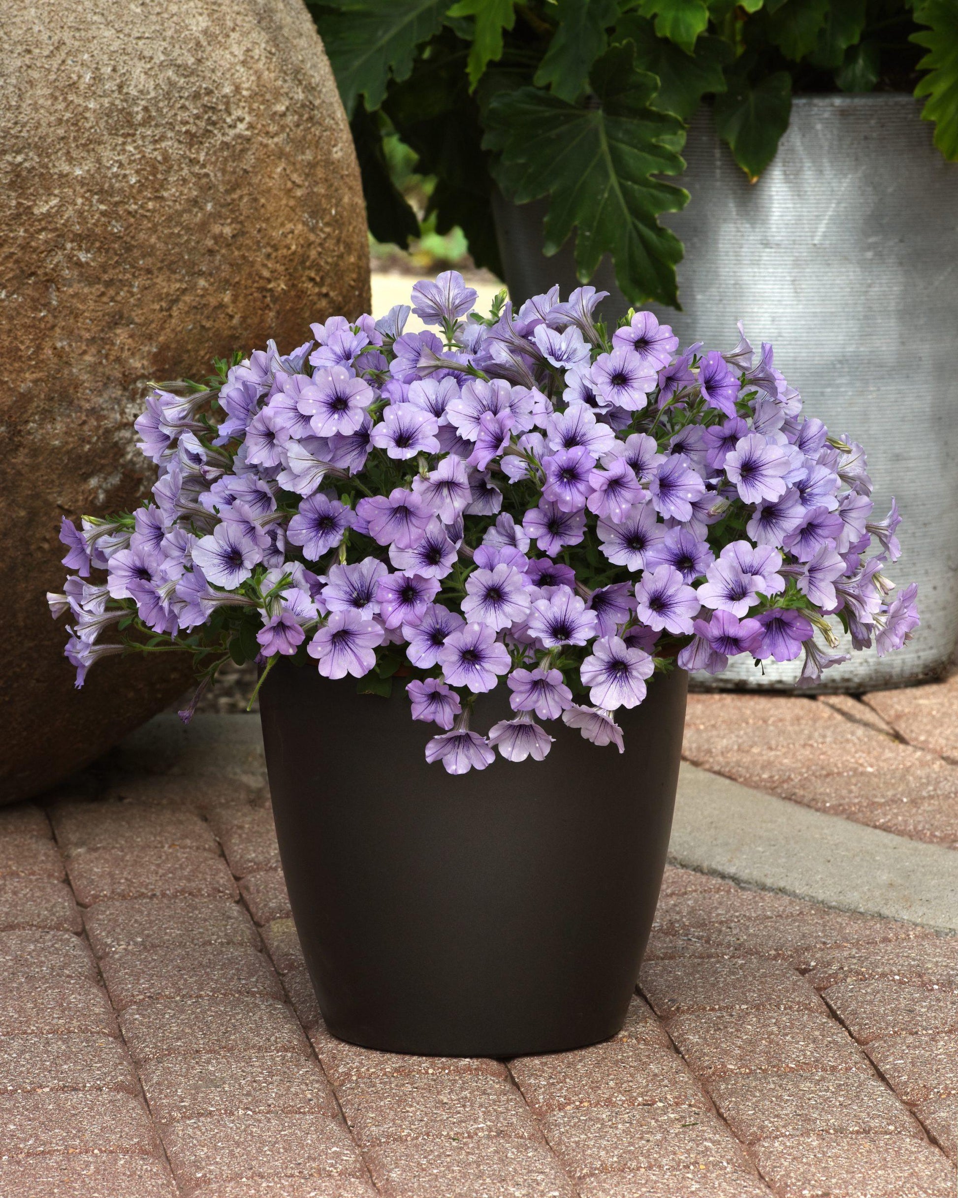 Petunia Headliner Dark Violet Picotee - View 11 from www redcrocus com