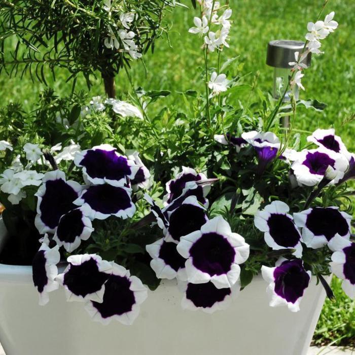 Petunia Headliner Dark Violet Picotee - View 12 from www redcrocus com