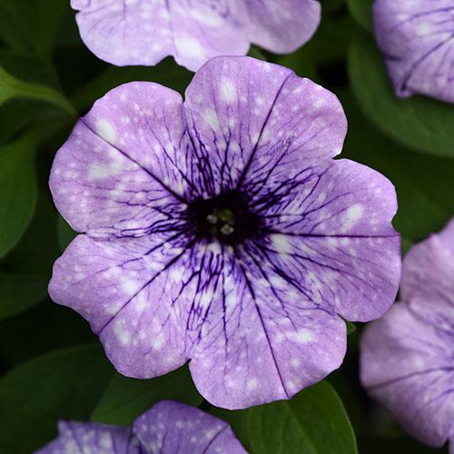 Petunia Headliner Dark Violet Picotee - View 13 from www redcrocus com