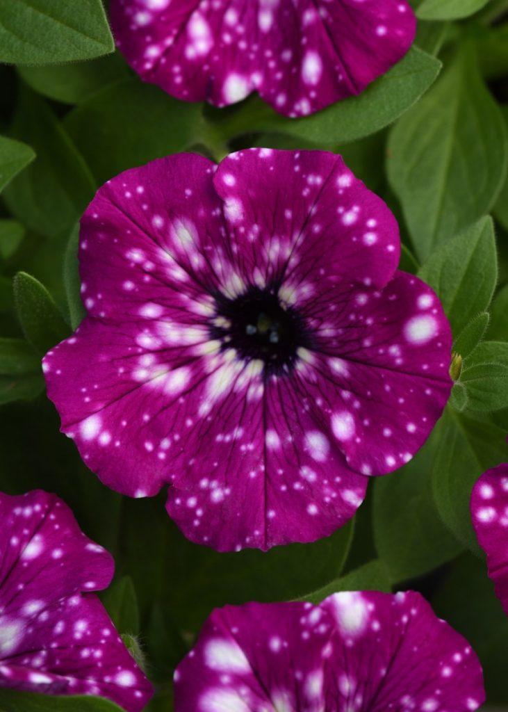 Petunia Headliner Dark Violet Picotee - View 14 from www redcrocus com