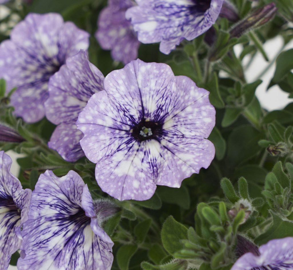 Petunia Headliner Dark Violet Picotee - View 15 from www redcrocus com