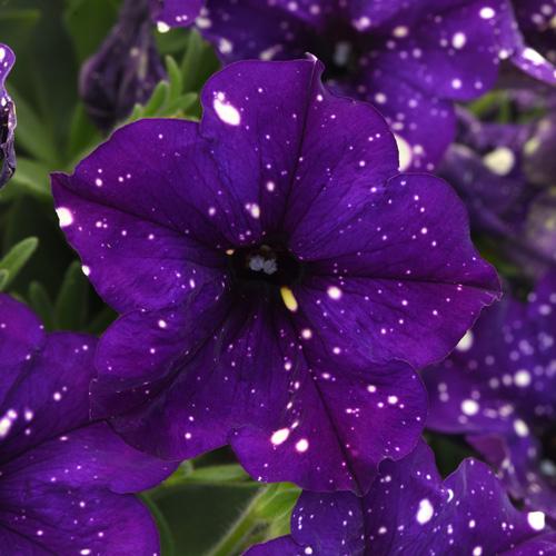 Petunia Headliner Dark Violet Picotee - View 16 from www redcrocus com