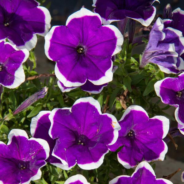Petunia Headliner Dark Violet Picotee - View 2 from www redcrocus com