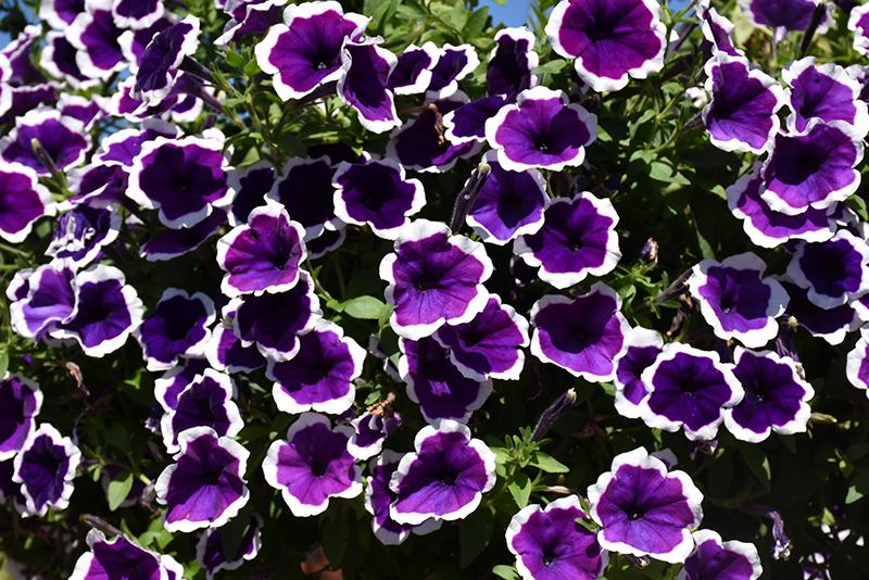 Petunia Headliner Dark Violet Picotee - View 3 from www redcrocus com