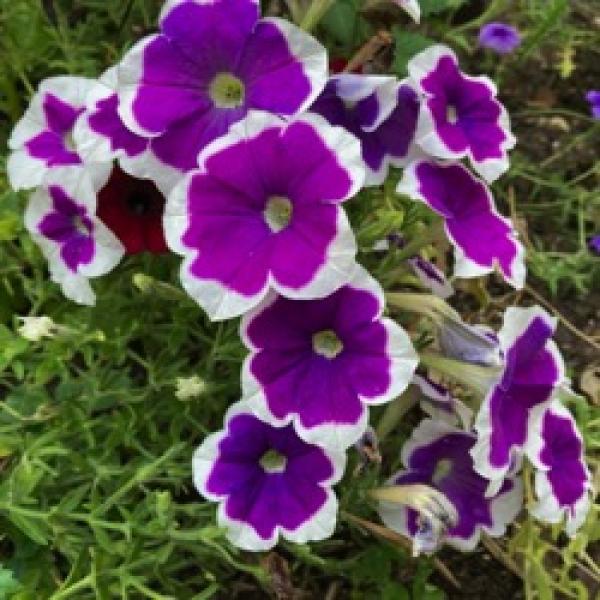 Petunia Headliner Dark Violet Picotee - View 4 from www redcrocus com