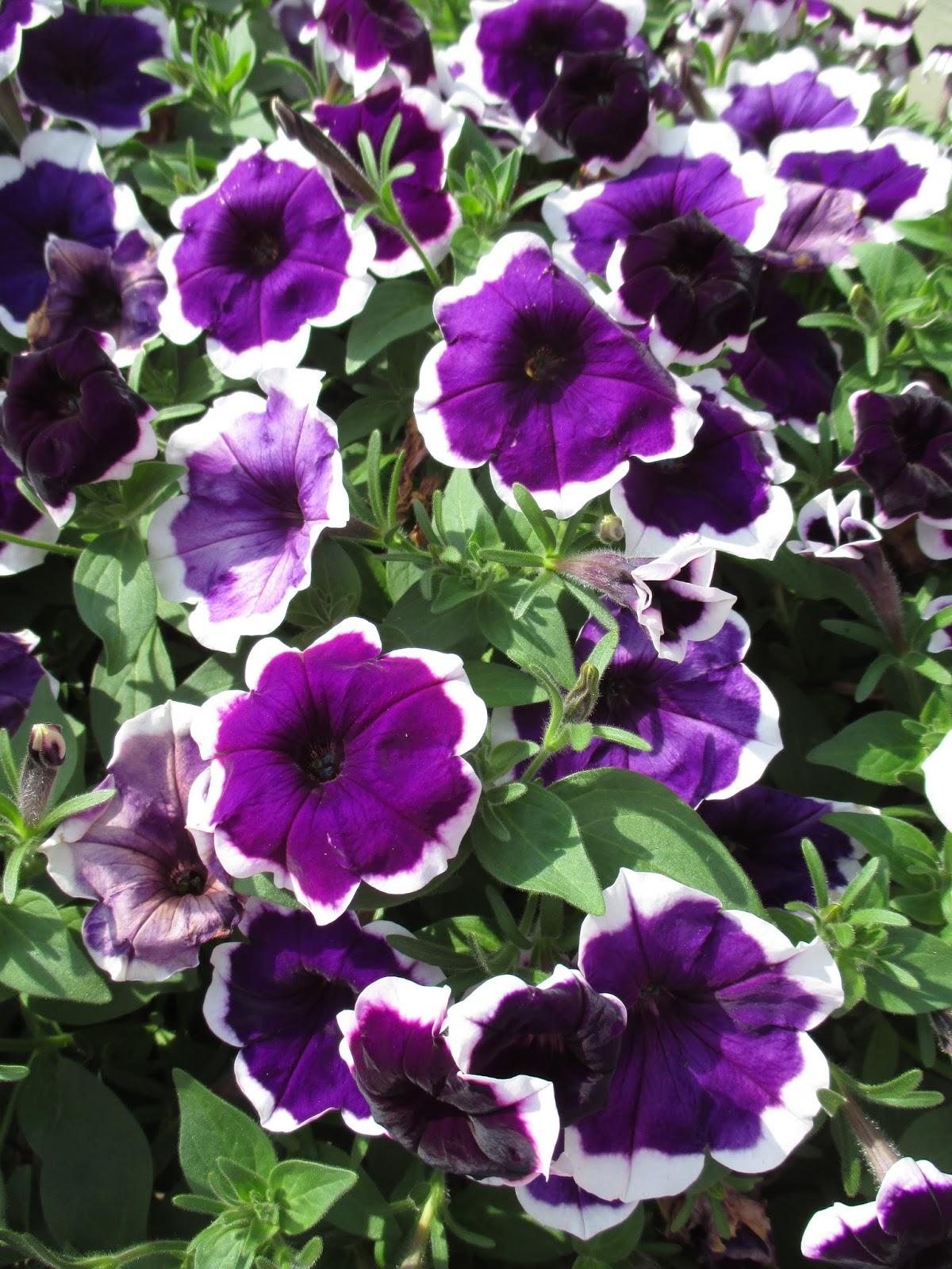 Petunia Headliner Dark Violet Picotee - View 5 from www redcrocus com