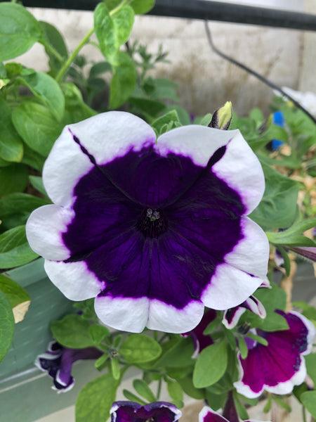 Petunia Headliner Dark Violet Picotee - View 6 from www redcrocus com