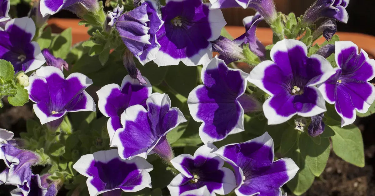Petunia Headliner Dark Violet Picotee - View 7 from www redcrocus com
