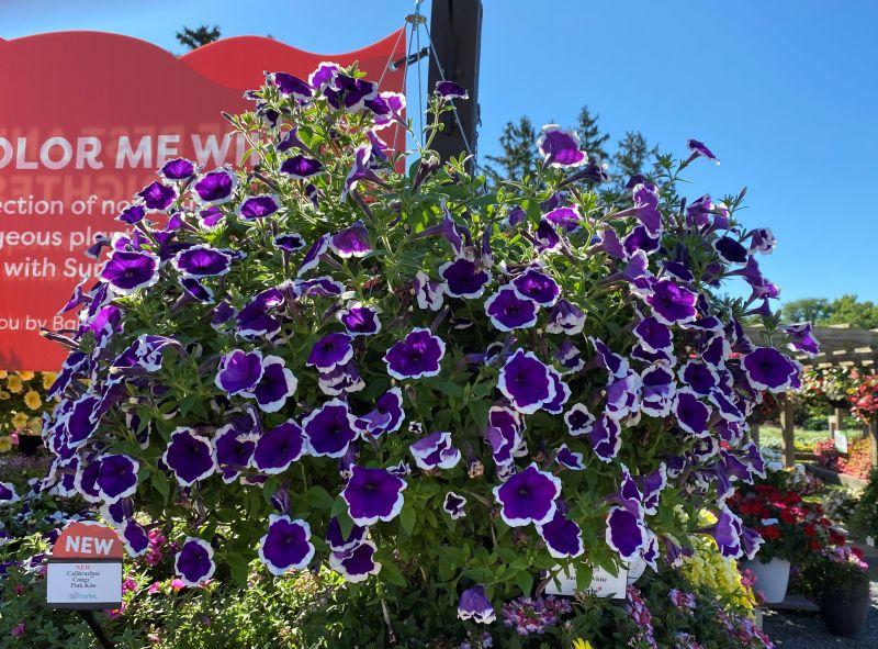 Petunia Headliner Dark Violet Picotee - View 8 from www redcrocus com