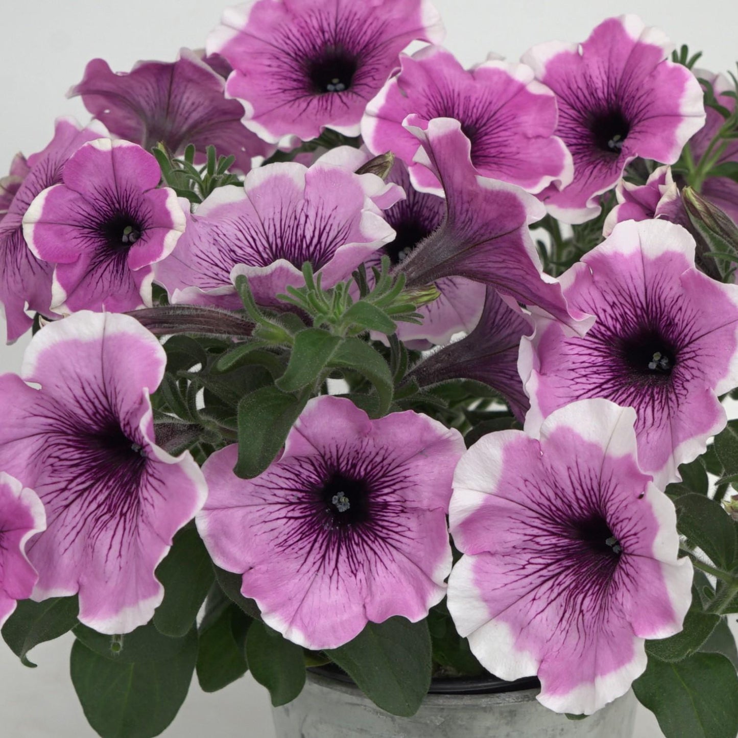 Petunia Headliner Dark Violet Picotee - View 9 from www redcrocus com