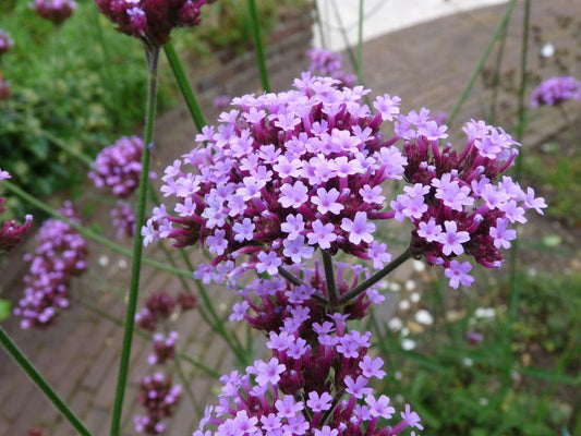 Verbena Bonariensis Cloud - View 10 from www redcrocus com