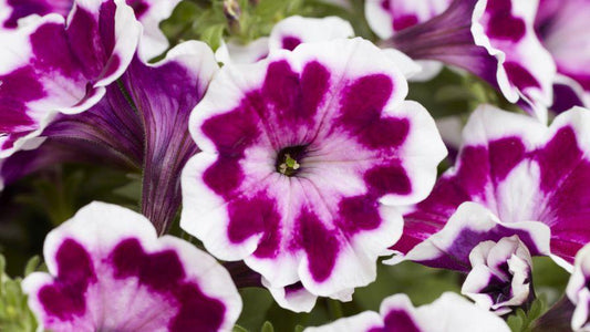 Petunia Painted Love - View 10 from www redcrocus com