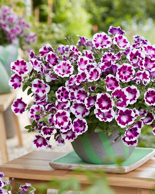 Petunia Painted Love - View 11 from www redcrocus com