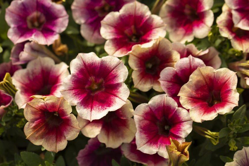 Petunia Painted Love - View 12 from www redcrocus com