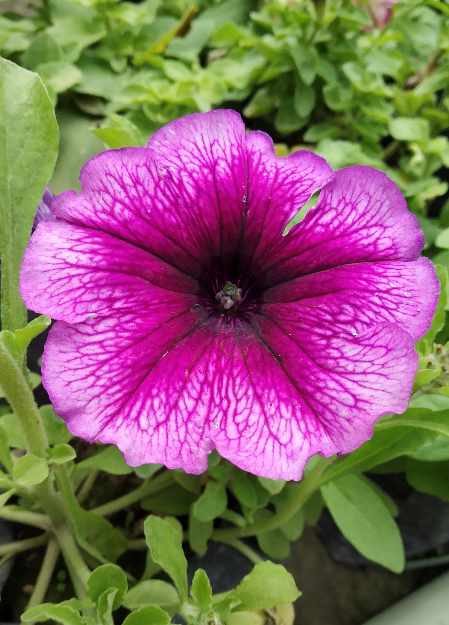 Petunia Painted Love - View 13 from www redcrocus com