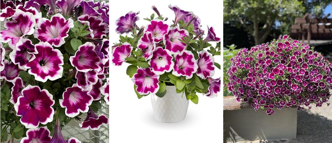 Petunia Painted Love - View 14 from www redcrocus com