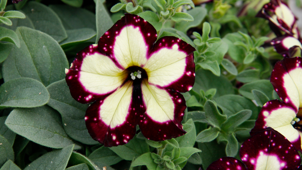 Petunia Painted Love - View 16 from www redcrocus com