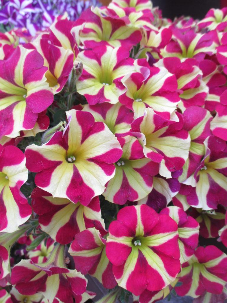 Petunia Painted Love - View 17 from www redcrocus com