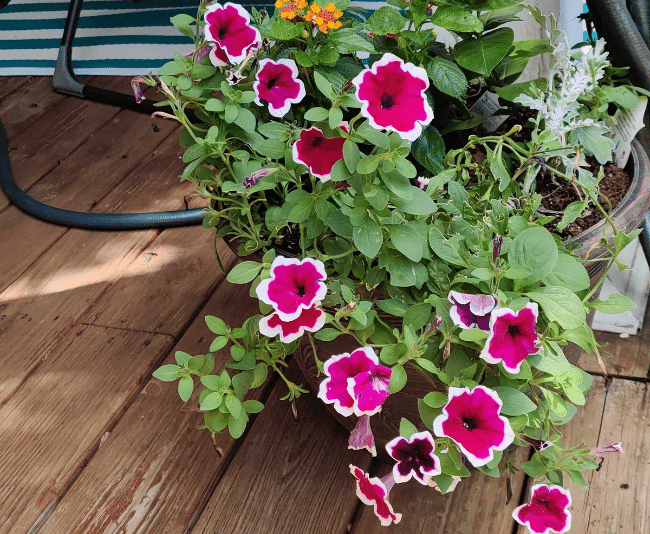 Petunia Painted Love - View 3 from www redcrocus com