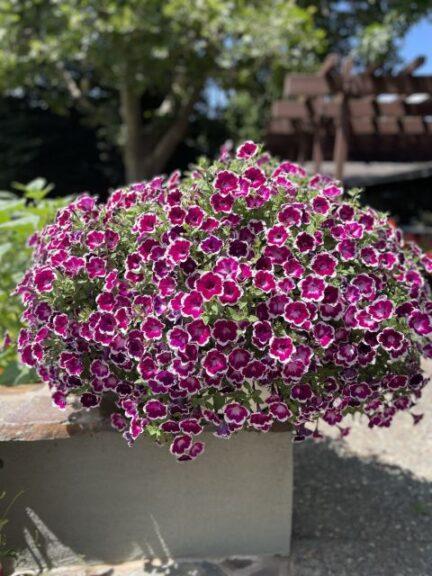 Petunia Painted Love - View 4 from www redcrocus com