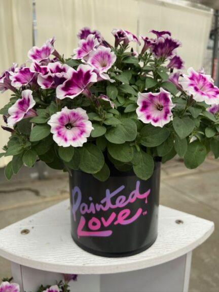 Petunia Painted Love - View 5 from www redcrocus com