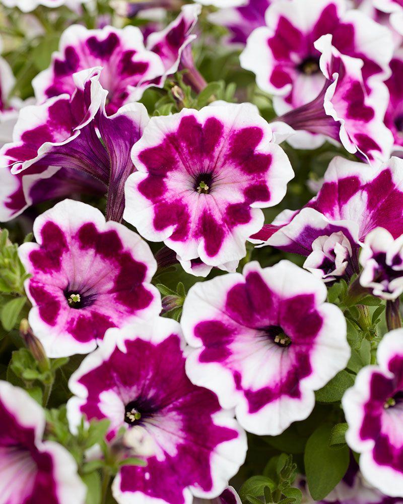 Petunia Painted Love - View 7 from www redcrocus com