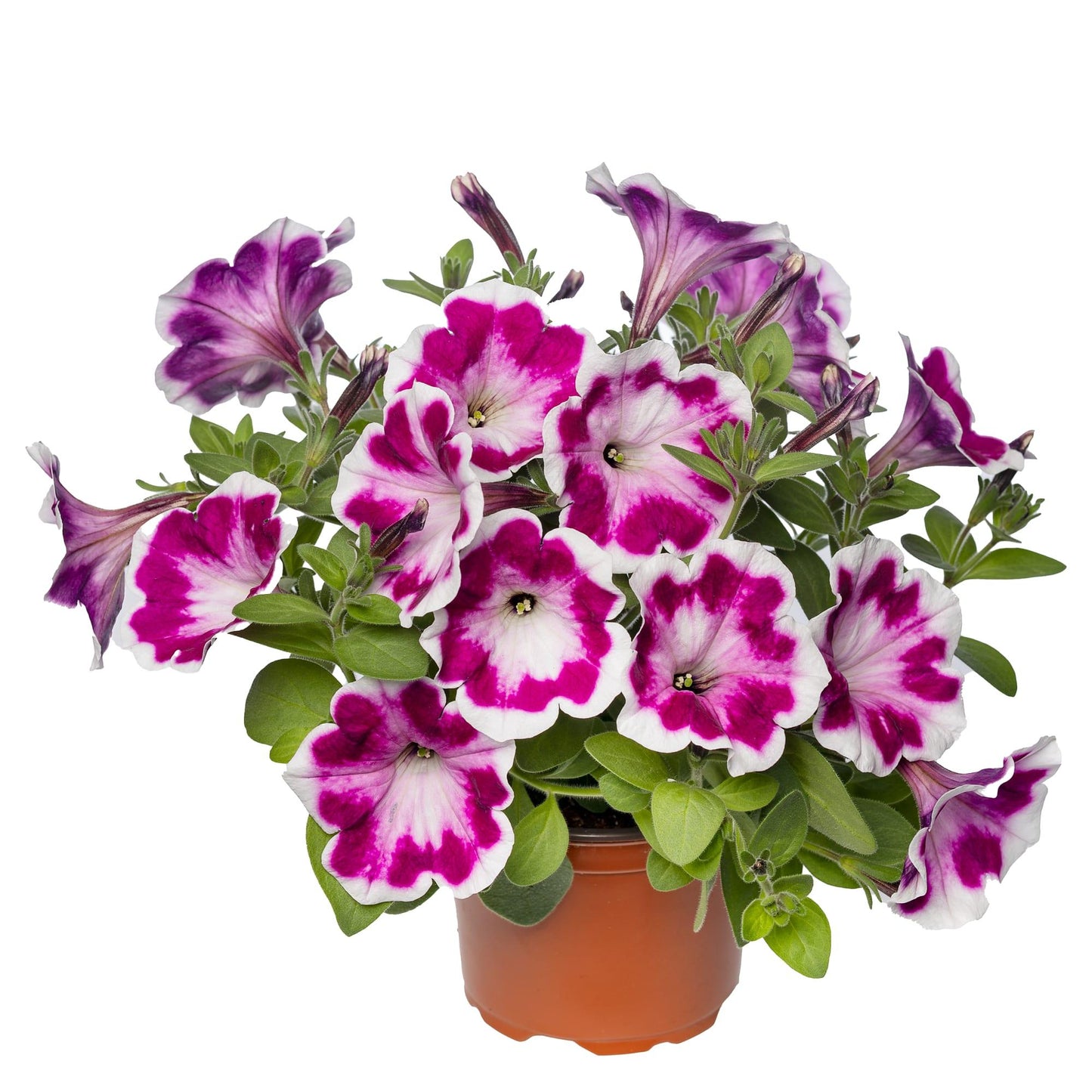 Petunia Painted Love - View 8 from www redcrocus com