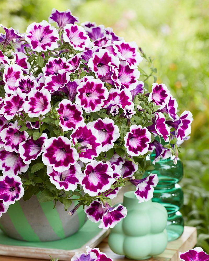 Petunia Painted Love - View 9 from www redcrocus com