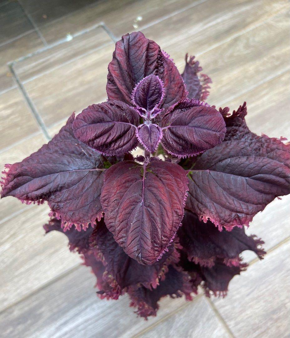 Coleus Terrascape Queen - View 10 from www redcrocus com
