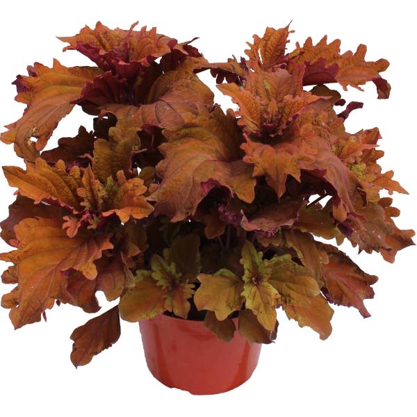 Coleus Terrascape Queen - View 11 from www redcrocus com