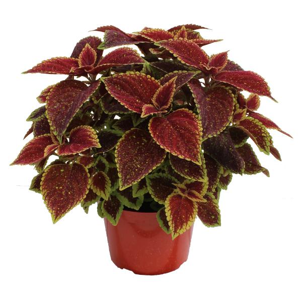 Coleus Terrascape Queen - View 13 from www redcrocus com