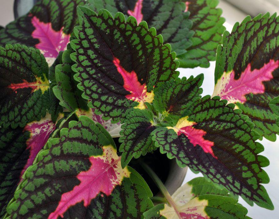 Coleus Terrascape Queen - View 15 from www redcrocus com