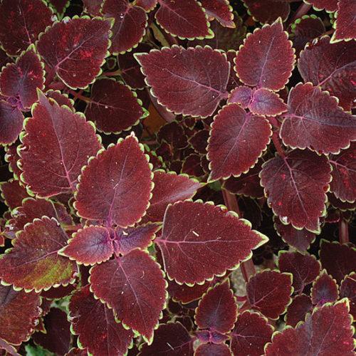 Coleus Terrascape Queen - View 16 from www redcrocus com
