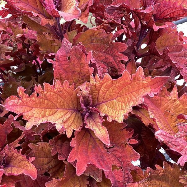 Coleus Terrascape Queen - View 17 from www redcrocus com
