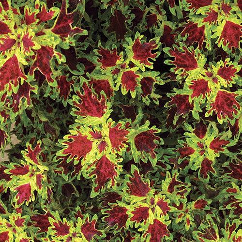 Coleus Terrascape Queen - View 18 from www redcrocus com