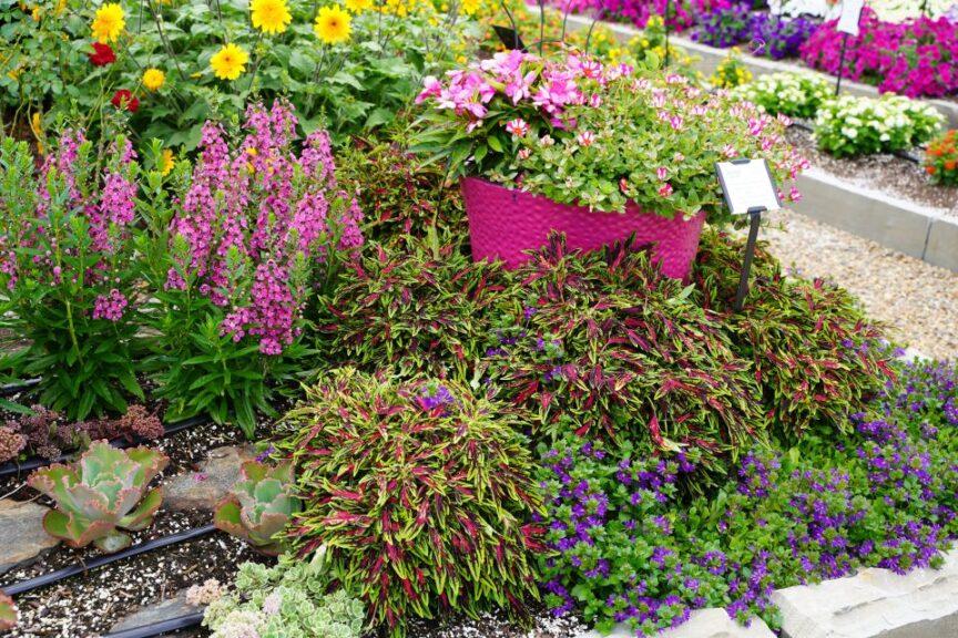 Coleus Terrascape Queen - View 19 from www redcrocus com