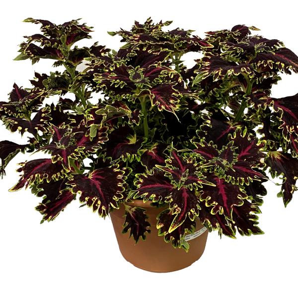 Coleus Terrascape Queen - View 1 from www redcrocus com