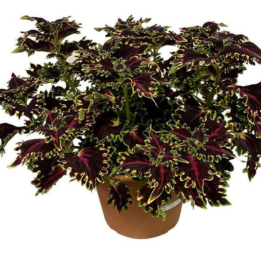 Coleus Terrascape Queen - View 1 from www redcrocus com