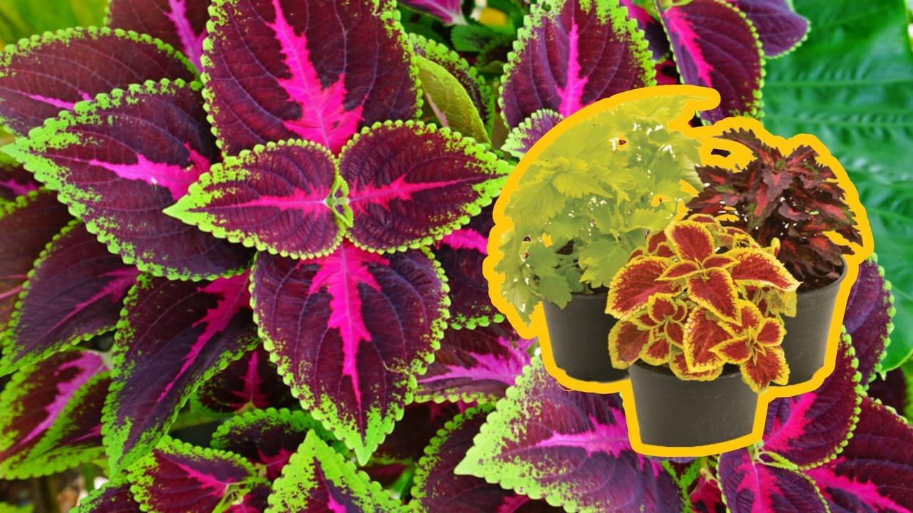 Coleus Terrascape Queen - View 20 from www redcrocus com