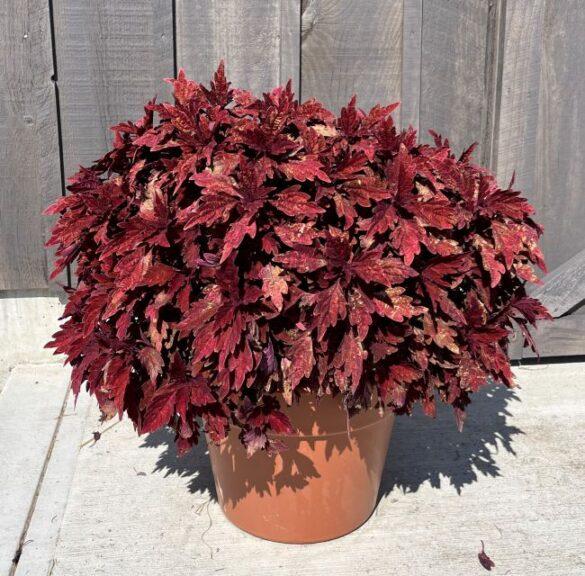 Coleus Terrascape Queen - View 5 from www redcrocus com