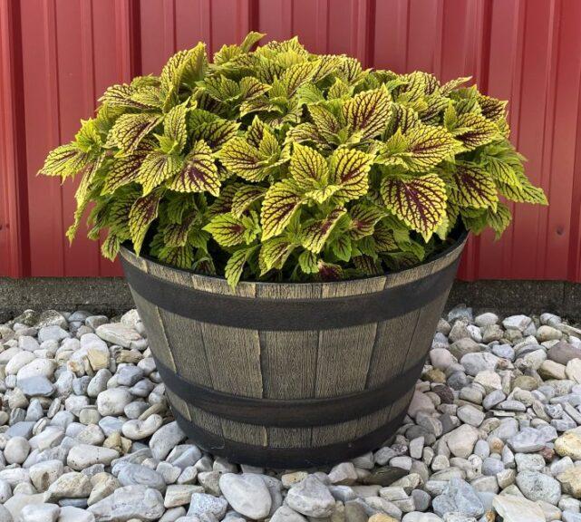 Coleus Terrascape Queen - View 6 from www redcrocus com