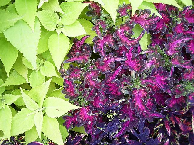 Coleus Terrascape Queen - View 7 from www redcrocus com