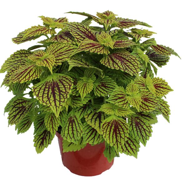 Coleus Terrascape Queen - View 8 from www redcrocus com