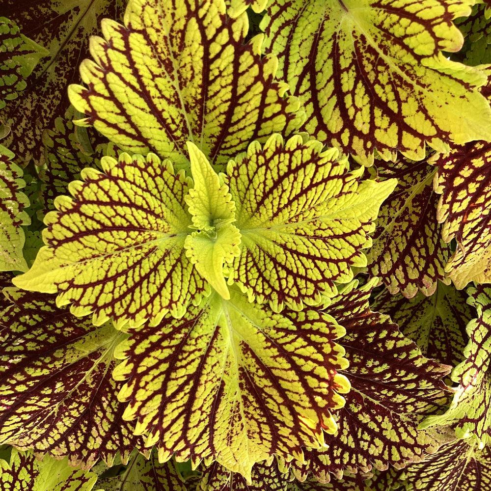 Coleus Terrascape Queen - View 9 from www redcrocus com
