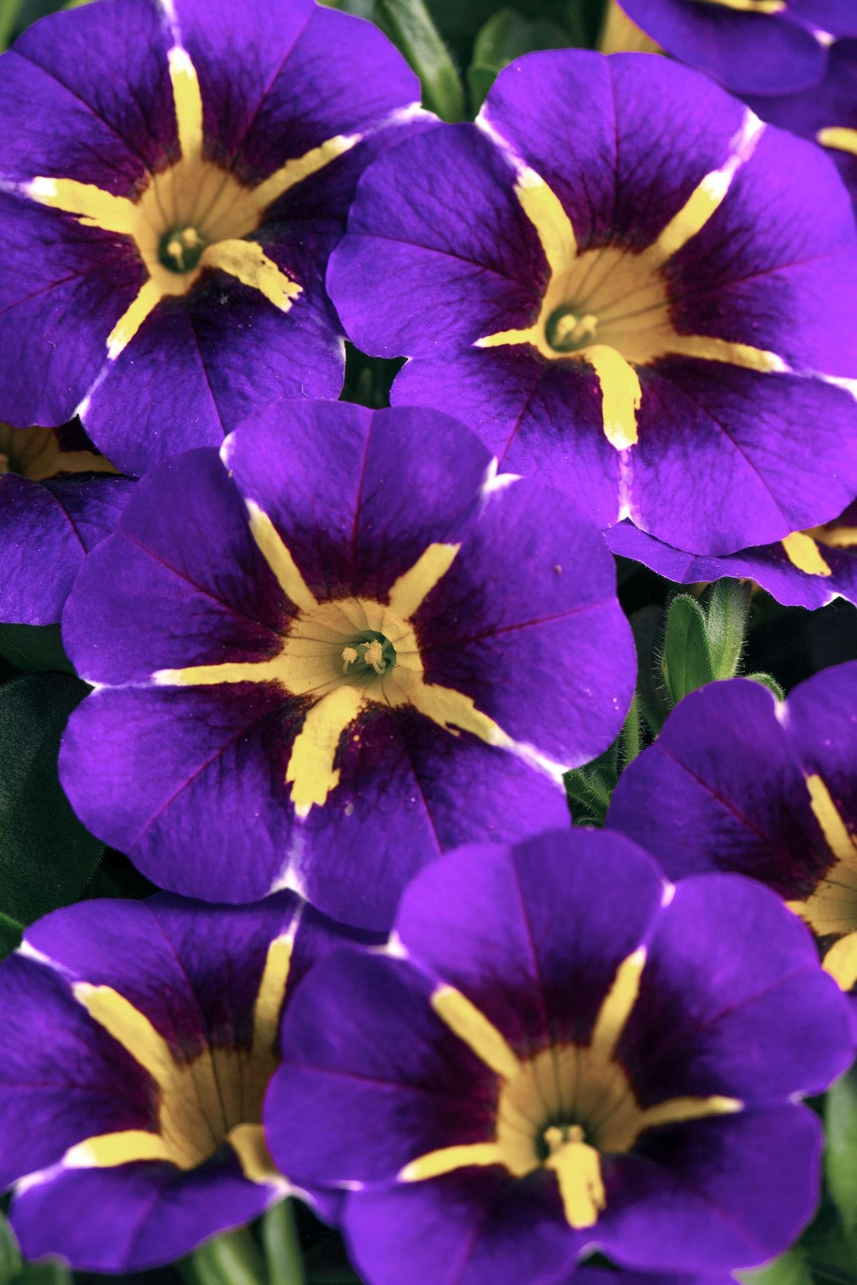 Calibrachoa Caliloco Graffiti - View 11 from www redcrocus com