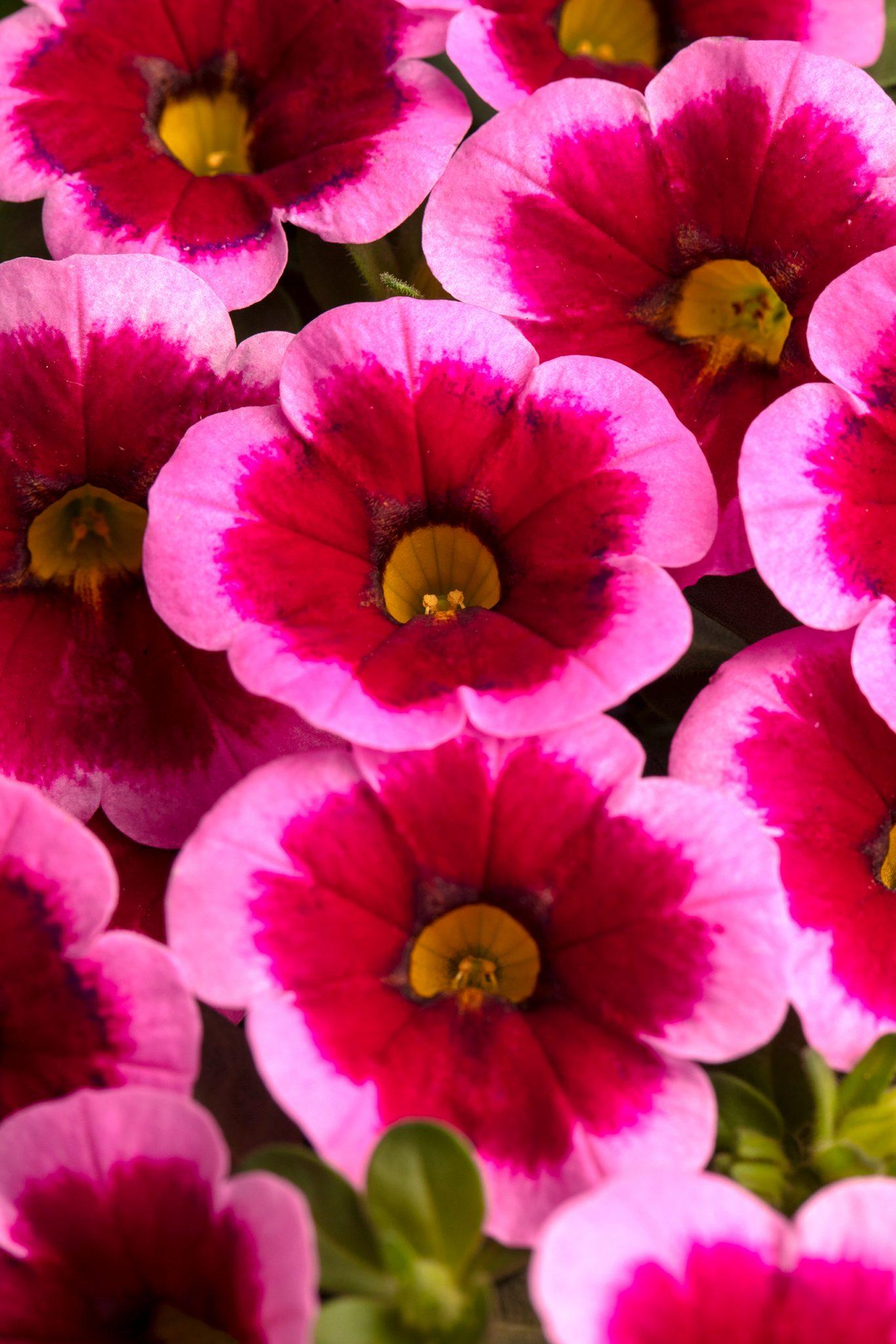 Calibrachoa Caliloco Graffiti - View 13 from www redcrocus com