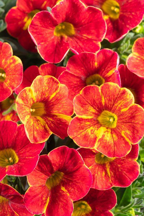 Calibrachoa Caliloco Graffiti - View 14 from www redcrocus com