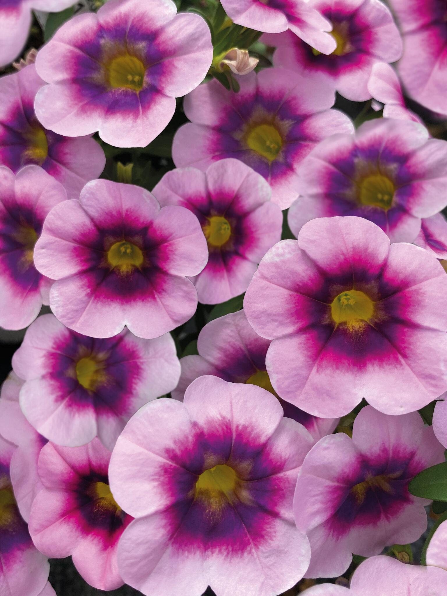Calibrachoa Caliloco Graffiti - View 15 from www redcrocus com